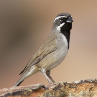 Black-throated Sparrow